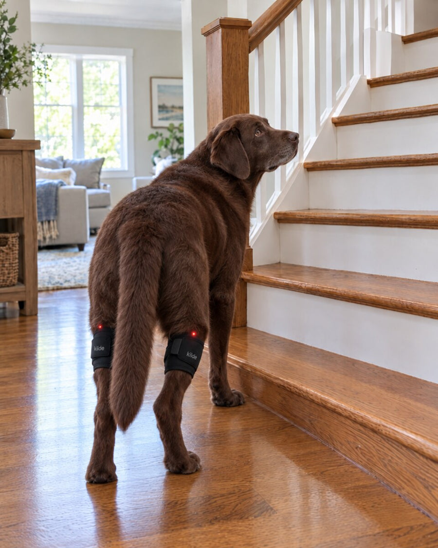 Golden retriever hesitating at the stairs