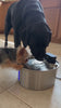 A lab and a small terrier drink together from the Kilde fountain